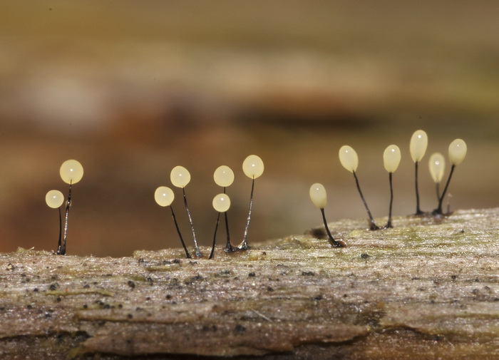 Comatricha nigra - Un myxo particolare